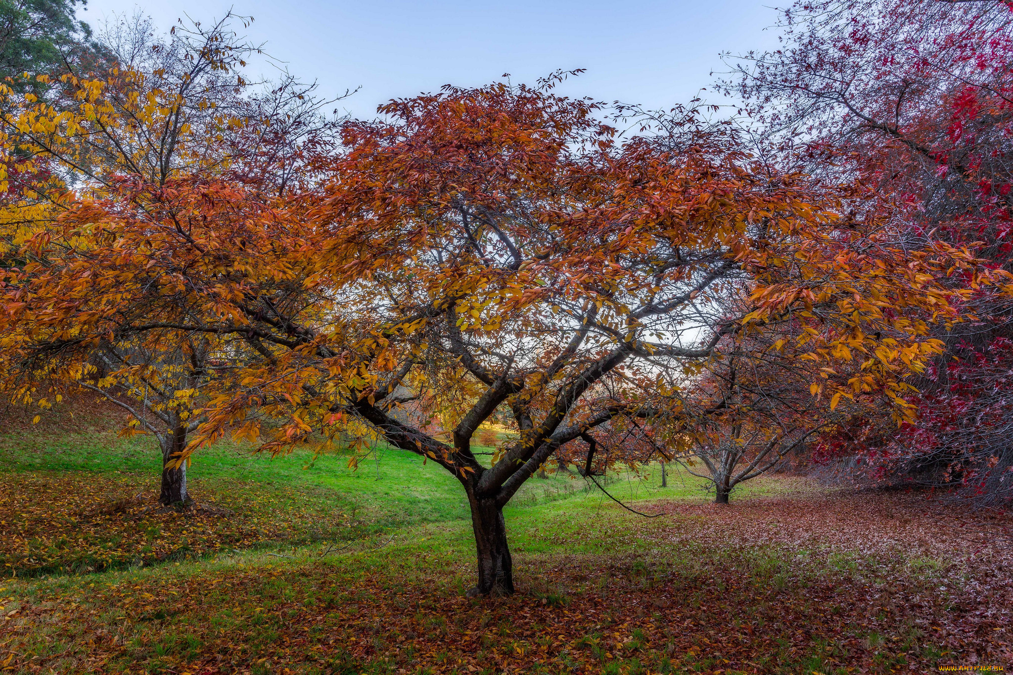 Абрикос дерево осень